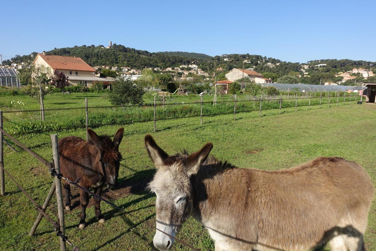 Gîte du Pagoulin - Chambres d'hôtes Hyères Extérieur photo